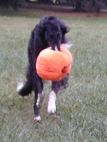 Midnite with the Great Pumpkin