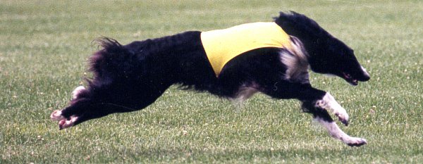 Midnite coursing